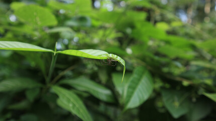A spider's eggs and a small spider in a spider's web under a curved leaf