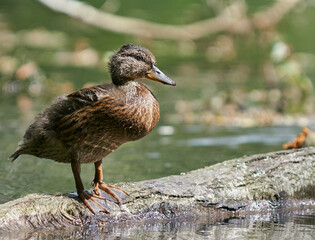 duck on a log