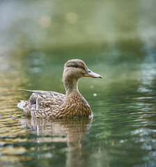 duck on the water