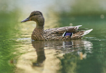 duck in the water