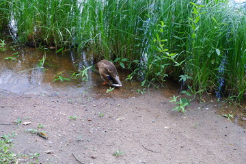 A duck stands on the river bank and washes. Bird.