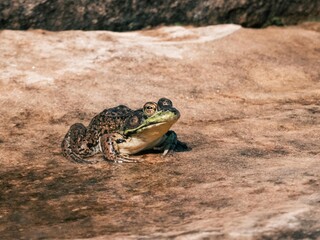 Frog sitting in the sun.
