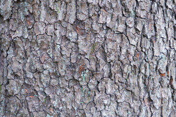 Tree bark texture. Suitable for backgrounds.