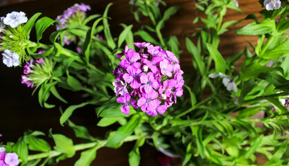 A bouquet of Turkish carnations on the table.
