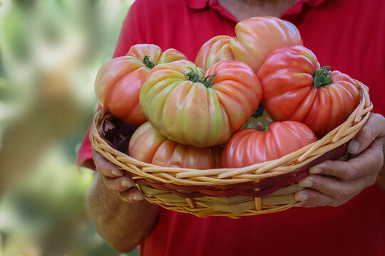 Pomodori rosa in cestino tenuto da uomo irriconoscibile.