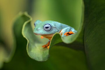 Black webbed tree frog hanging on a leaf