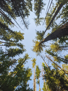 trees in the forest
