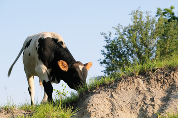 Beef calf grazing outdoors during summer on hill of farm field.