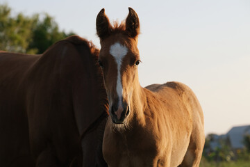 Fototapeta na wymiar Foal with horse on ranch during summer sunrise for portrait.