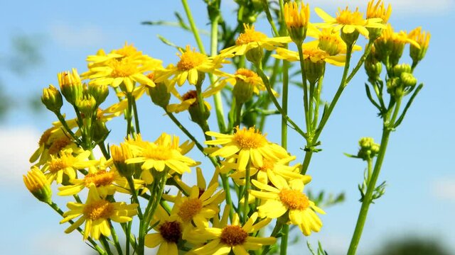 common ragwort with flowers in summer in Germany