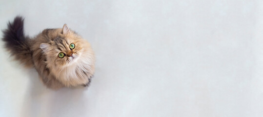 Top view of cute happy british longhair chinchilla persian kitten cat standing and looking up at camera with copy space. cat and pet concept