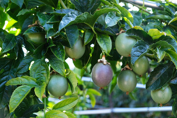 Many green and purple passion fruits on the vine.
