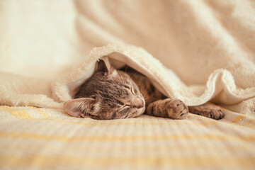 Cute striped gray kitten sleeps on the couch covered with a white knitted blanket. World Pet Day