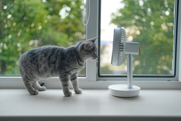 Modern electric fan and gray cute kitten on the windowsill indoors. Summer heat - obrazy, fototapety, plakaty