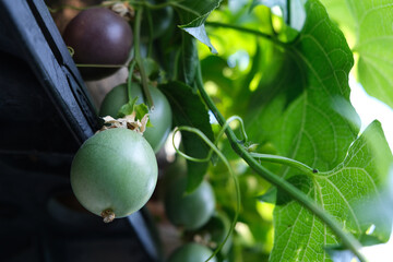 A young fresh passion fruit among others hanging on a vine.
