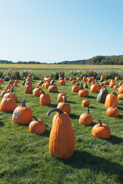 pumpkin patch in autumn