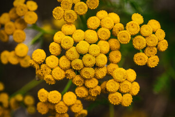 Yellow young flowers