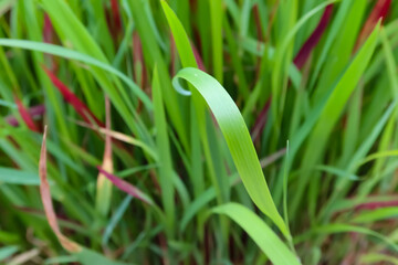 close-up of green grass 
