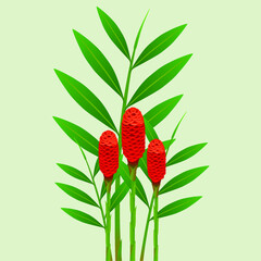 Zingiber spectabile, ginger flowers with leaves on green background.