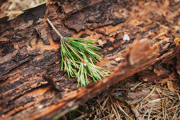 Pine needles in a tree bark