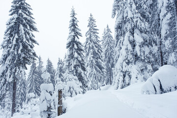 Snow was falling over the  fir trees