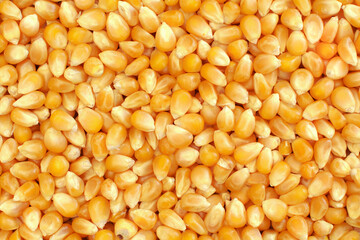 Golden popcorn kernels background filling the frame