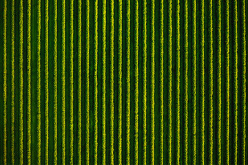 Top view of rows blackcurrant bushes. Aerial photography, drone shot.