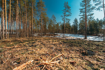 Fallen Tree Trunks In Deforestation Area. Pine Forest Landscape In Sunny Spring Day. Green Forest Deforestation Area Landscape