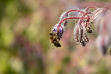 Biene nascht Nektar aus der Knospe des Borretsch