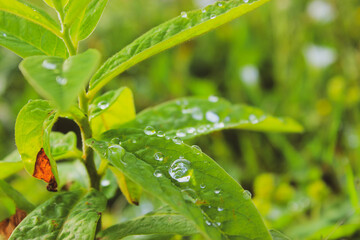 rain drops on the leaves