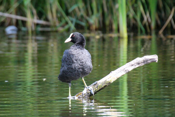 Ein Teichhuhn oder Blesshuhn auf einem Teich.