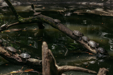 Group of turtles