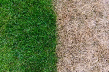 Abwaschbare Fototapete Grün Green grass and Dry grass
