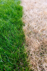 Green grass and Dry grass