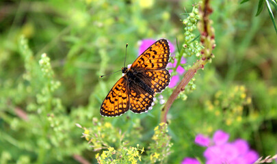 Orange butterfly in the green grass. Butterfly of the Nymphalid family