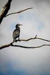 Portrait eines Kormoran. Kormorane ernähren sich hauptsächlich von Fischen.