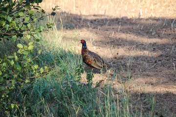 Ein Goldfasan am Rand an einem Feld.