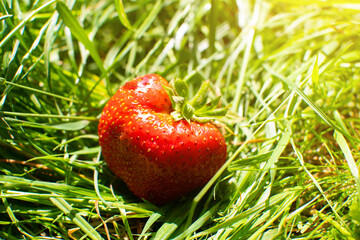 Strawberry on the green grass. Delicious and fresh summer fruits. Healthy vegetarian food with...