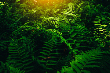 Fern growing in the forest. Green leaves of plants.