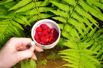 Girl holding fresh red raspberry..Fern growing in the forest. Green leaves of plants. Relaxing and travel, wanderlust concept.