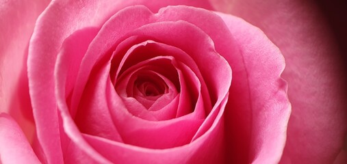 Fototapeta na wymiar pink rose close up