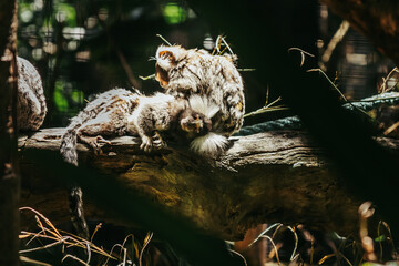 Marmosets in a tree