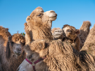 Circus Animals Camels