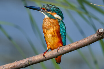 Bird - Common Kingfisher ( Alcedo atthis ) sitting on a dry branch on a sunny summer morning. Closeup.