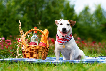Funny dog jack russell terrier breed, holding a fruit basket at a picnic in the park.