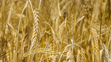 golden spikelets of wheat in the field close up. Ripe large golden ears of wheat against the yellow background of the field. Close-up, nature. The idea of a rich summer harvest, farming