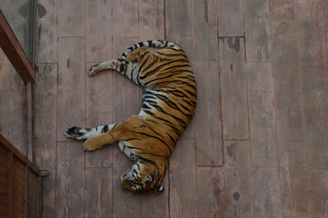Top view of a tiger lying on a wooden surface