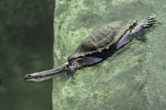 Eastern long necked turtle swimming under water. Chelodina longicollis