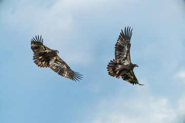 Juvenile Bald Eagles In Flight