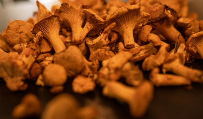 Eierschwämme frisch aus der Natur